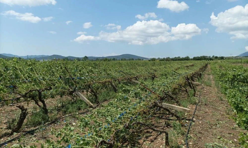 Καβάλα: Ολοκληρωτική καταστροφή σε καλλιέργειες από το χαλάζι